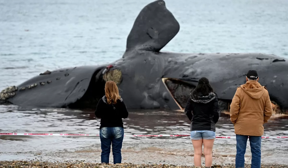 INVESTIGACIÓN CIENTÍFICA. Hallaron 30 ballenas muertas en las costas de Chubut.