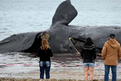 Suman 18 las ballenas muertas en las costas de Chubut