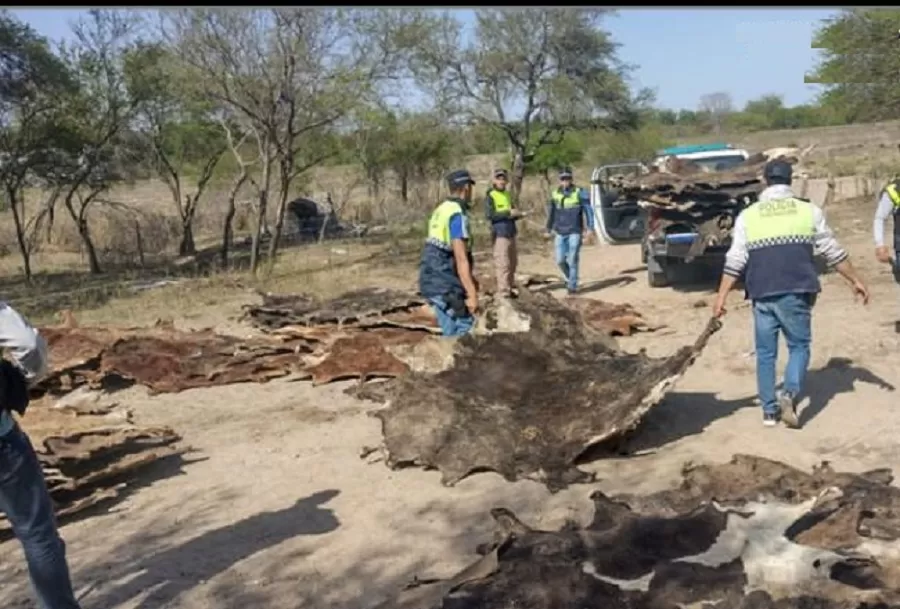 Abigeato en Tucumán: encontraron 15 kilos de carne recién faenada escondida en un ropero