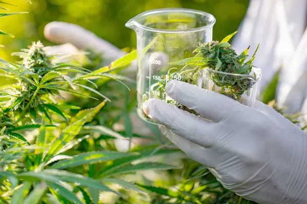 Crearon Cannabis Conicet, la empresa que ofrecerá semillas, análisis de productos e investigación