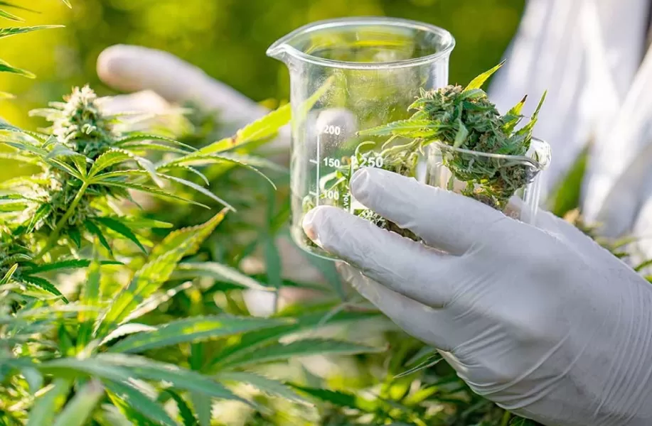 Crearon Cannabis Conicet, la empresa que ofrecerá semillas, análisis de productos e investigación