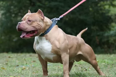 Un niño de 10 años fue atacado por un pitbull y se encuentra grave