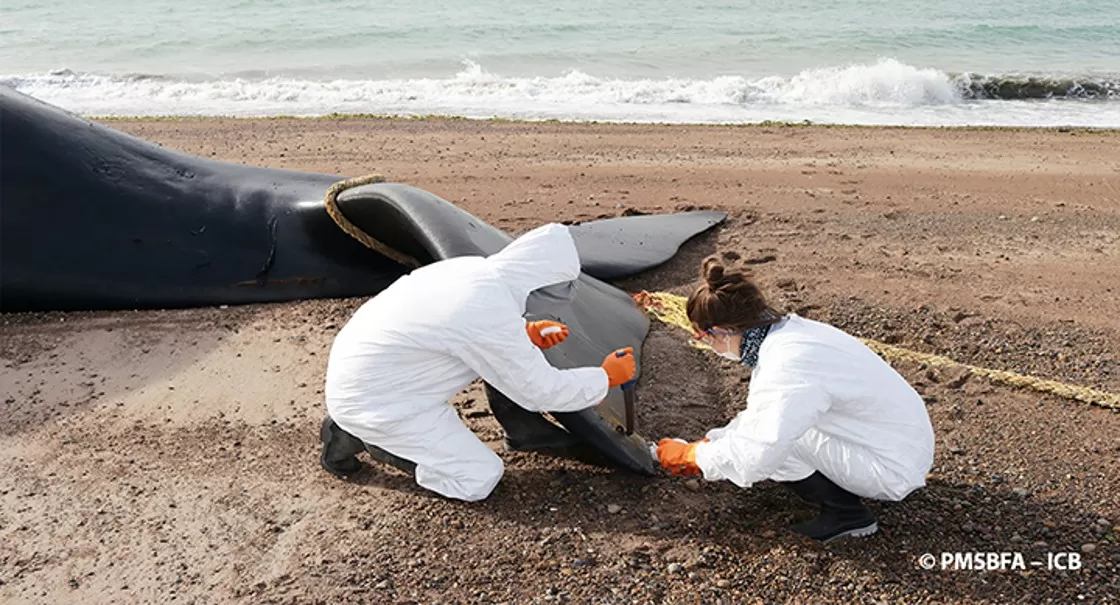 CHUBUT. Ya son 30 las ballenas halladas muertas.