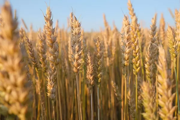 EEUU prevé que la producción de trigo argentino caerá el 8%