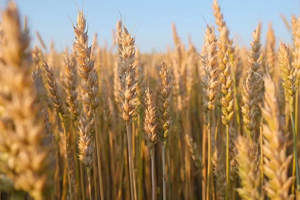 SEQUÍA. El Gobierno descartó que vaya a faltar trigo en el país. LA GACETA