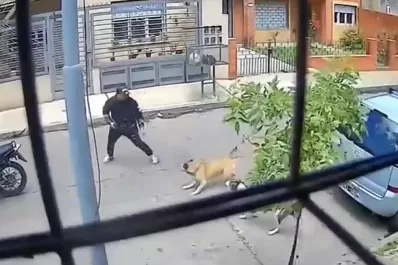 Video: dos perras evitaron un asalto a mano armada y salvaron a un hombre