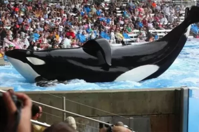 En el Congreso: Presentan un proyecto para prohibir espectáculos de animales marinos en cautiverio