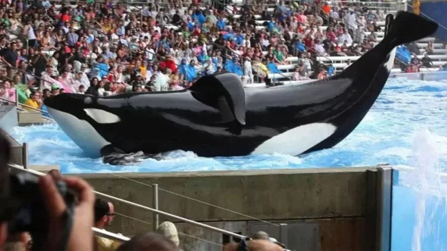 La ley Kshamenk busca poner fin a los espectáculos con animales marinos.