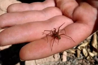 Una beba de 18 meses murió por la picadura de una “araña de rincón”