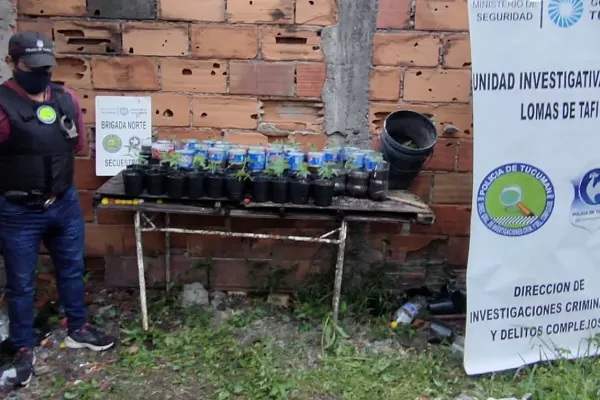 Detuvieron a una viuda negra: en casa tenía 7 celulares y 76 plantas de marihuana