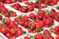 La frutilla quiere reingresar con arancel cero a EEUU