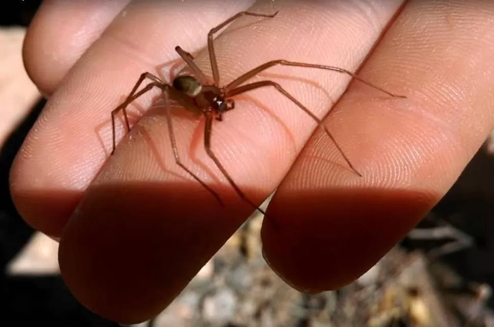 PEQUEÑA. La araña del rincón puede medir entre 5 y 15 mm, y se esconde en lugares oscuros.  