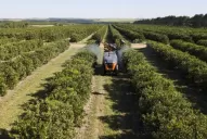 El 65% del gasto total de la campaña cítrica se destinó a plantas