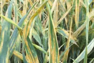 Además de la sequía, otro riesgo acecha al trigo