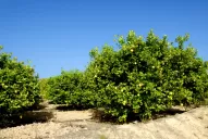 Criterios que explican el costo de plantar una hectárea de limón