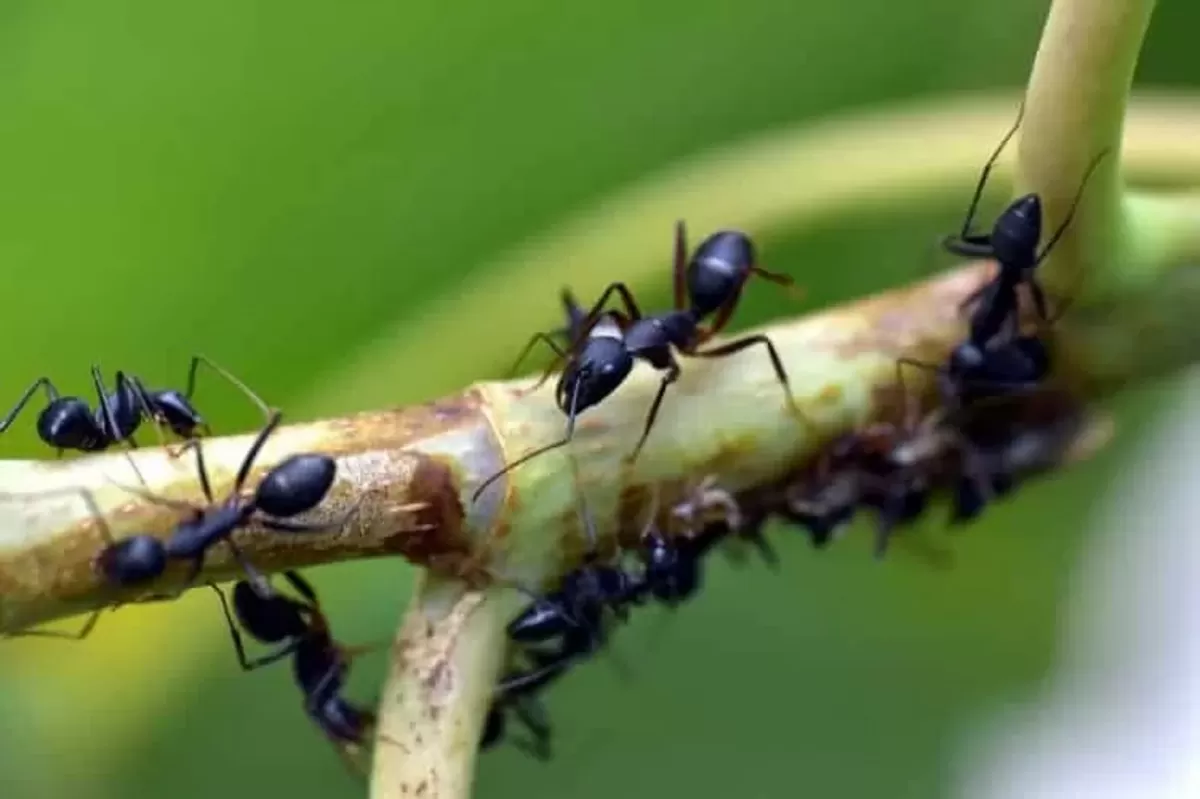Viral: fotografiaron la cara de una hormiga y ¡es terrorífica!