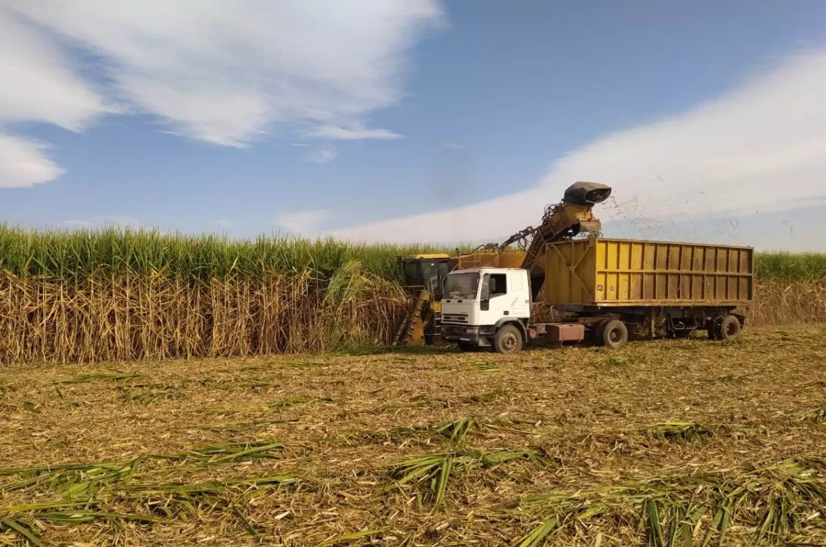 Balance de la zafra en Tucumán: cayó un 8,1% la producción de azúcar