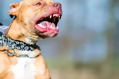 Un pitbull atacó a una beba y lo tuvieron que sacrificar para rescatarla