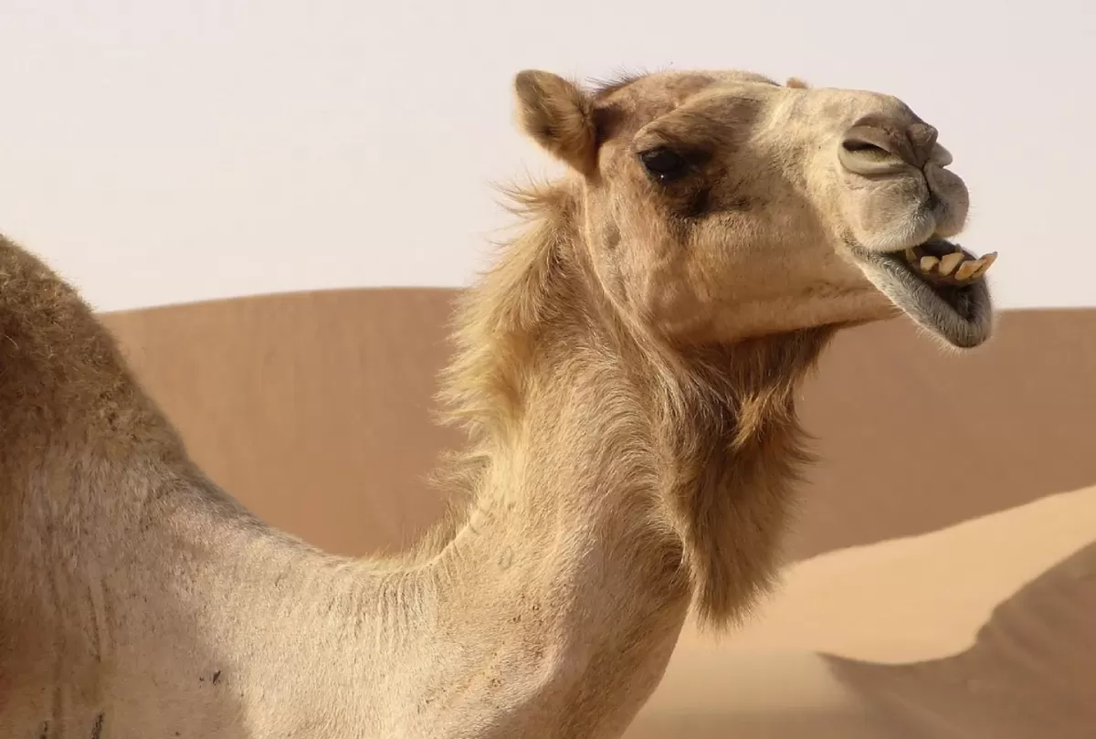 Alertan en Qatar por el “virus del camello”, una enfermedad letal que es peligrosa para los turistas