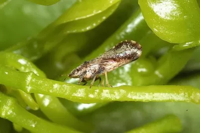 El Senasa emitió una alerta en Catamarca, debido a la detección del insecto vector del HLB
