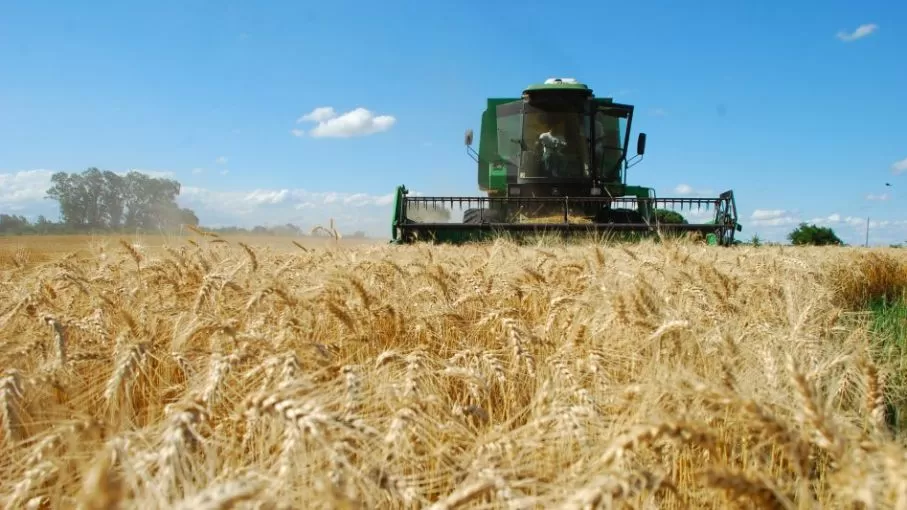 CIFRA. La Nación estima que se producirán 16 millones de toneladas de trigo.  