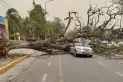 Videos: un árbol se desplomó sobre dos autos que circulaban en Yerba Buena