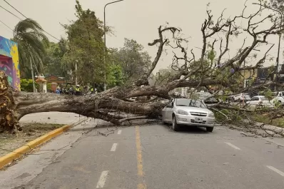 Videos: un árbol se desplomó sobre dos autos que circulaban en Yerba Buena