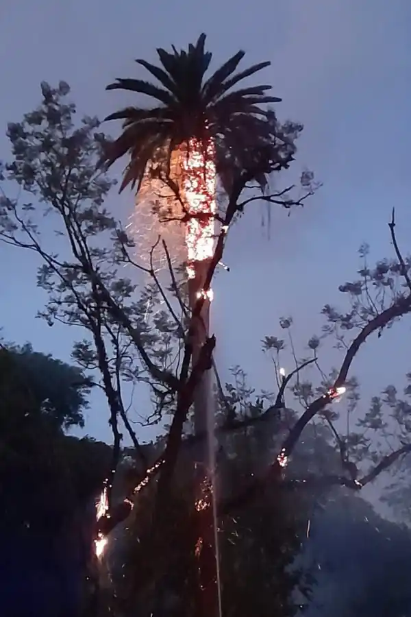 FUEGO. Una añosa palmera ardió en el parque Guillermina.