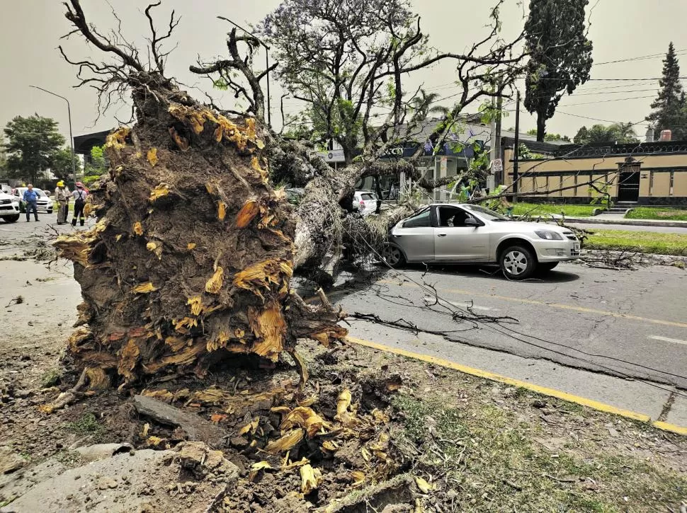 DE RAÍZ. El árbol que cayó sobre los autos en Yerba Buena salió completo de la tierra. 