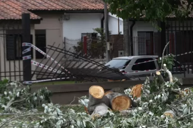 Después de los vientos: el problema no son los árboles, sino en dónde se los ubica