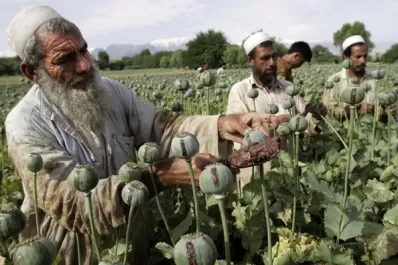Los talibanes y las amapolas: subió un 32% el cultivo de opio