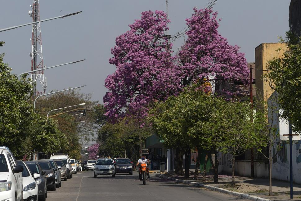 Después de los vientos: el problema no son los árboles, sino en dónde se los ubica