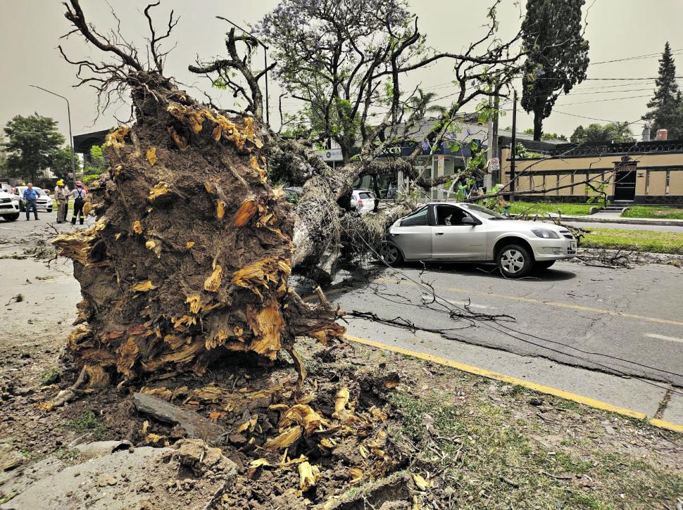Después de los vientos: el problema no son los árboles, sino en dónde se los ubica
