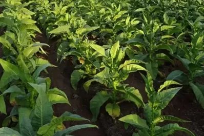 El Gobierno nacional definió los fondos para los tabacaleros tucumanos