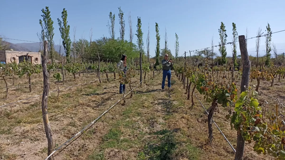 Declararían el Estado de Desastre a la producción vitivinícola de los Valles Calchaquíes