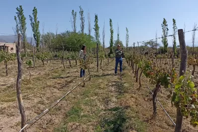 Declararían el Estado de Desastre a la producción vitivinícola de los Valles Calchaquíes