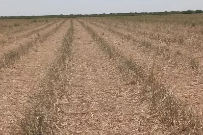Preocupación de cañeros por el impacto de las bajas temperaturas registradas en Tucumán