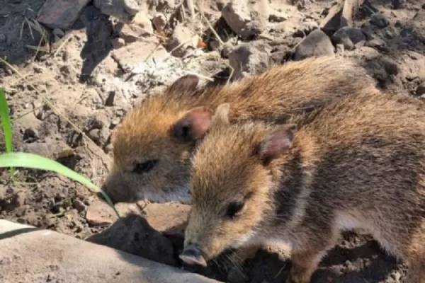 Derivaron a Corrientes dos crías de Pecarí de Collar rescatadas en Tucumán