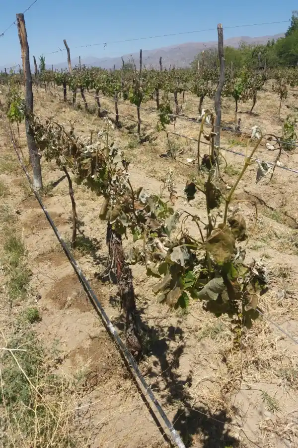 La fuerte helada causó estragos en los viñedos de los Valles Calchaquíes