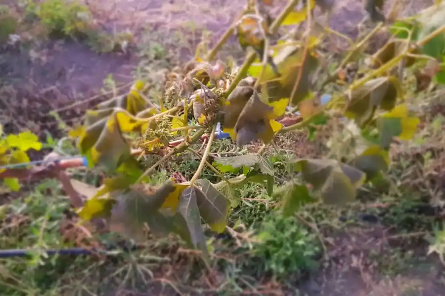 Preocupación entre productores de vinos: “La helada tardía arrasó los viñedos”