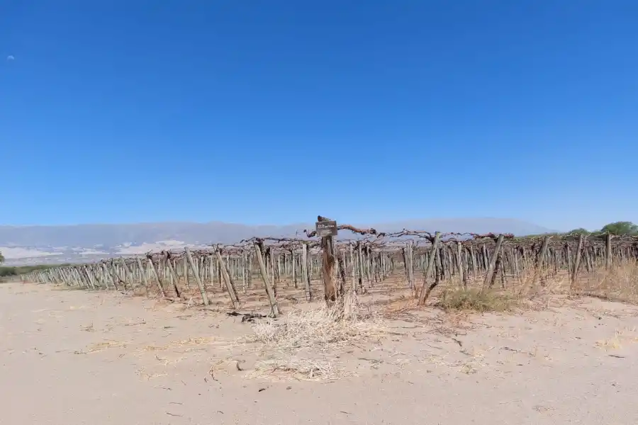 Preocupación entre productores de vinos: “La helada tardía arrasó los viñedos”