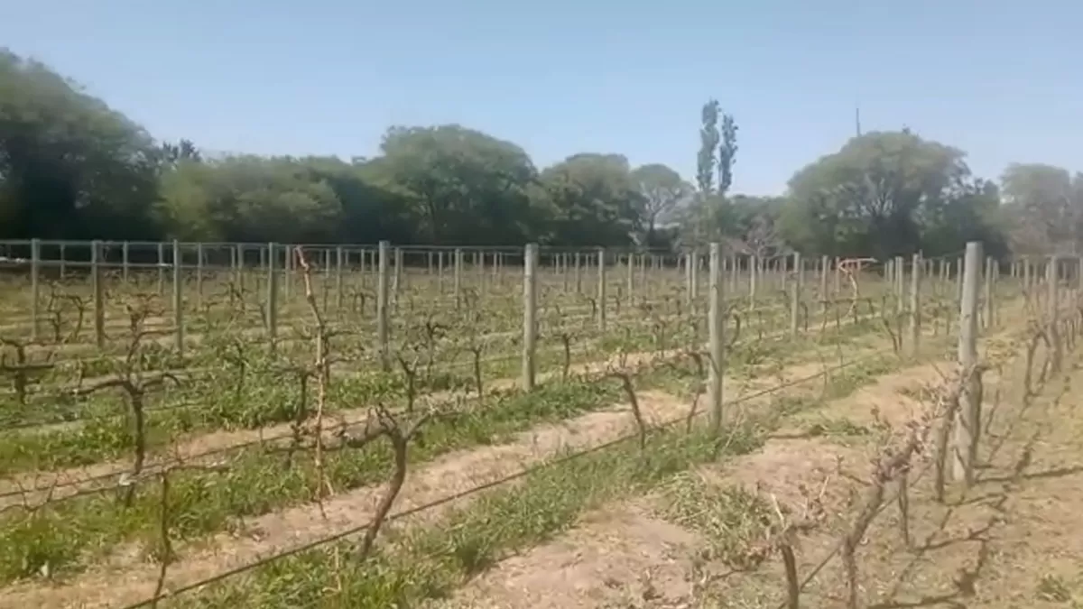 En Amaicha del Valle estiman una pérdida del 100% de los viñedos, tras la fuerte helada