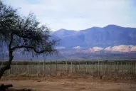 Productores en emergencia: Massa anunció ayudas para afectados por la helada tardía