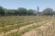 En Amaicha del Valle estiman una pérdida del 100% de los viñedos, tras la fuerte helada