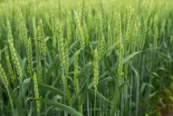 El INTA y el Inase avanzan con ensayos de semillas en Salta