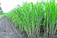 Pese al alto costo, aún resulta rentable fertilizar el cañaveral