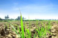 Preocupan al campo las heladas tardías