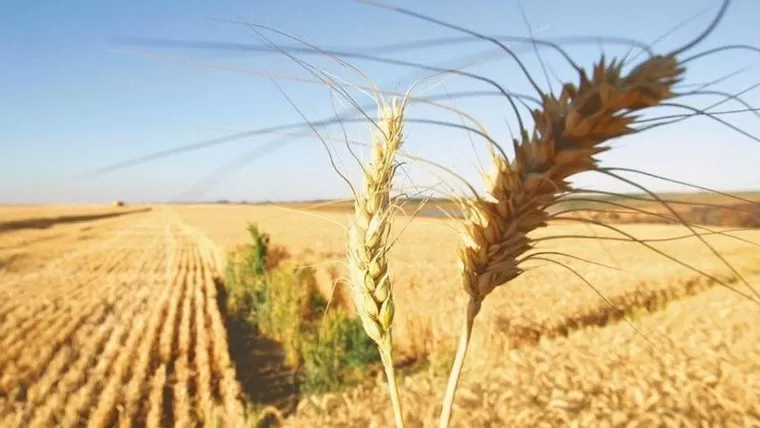 SONDEO. Un 41% de los productores ven la situación muy mala en su zona.  