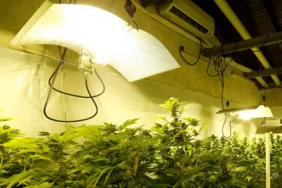 ¿Cannabis recreativo o medicinal? He ahí la cuestión