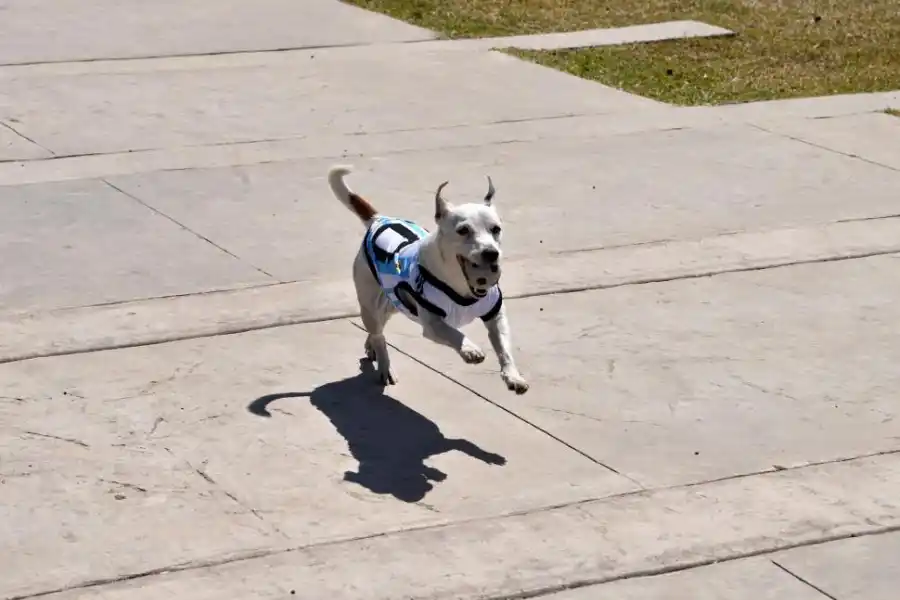 Trompatrompita, la perra tucumana que hace reír al mundo